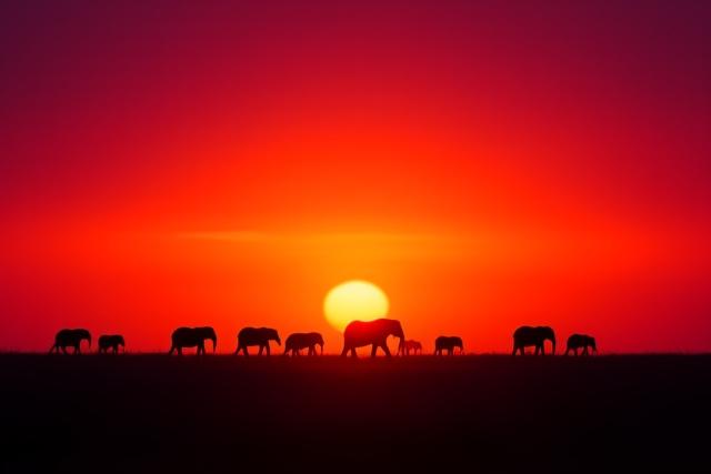 Elephant herd silhouetted against a setting sun